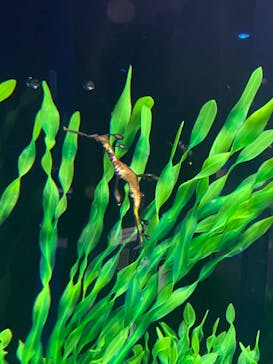 DMMかりゆし水族館に投稿された画像（2024/2/13）