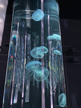 DMMかりゆし水族館に投稿された画像（2024/2/13）