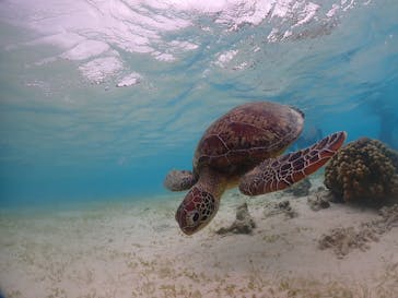 nico 宮古島に投稿された画像（2024/2/13）