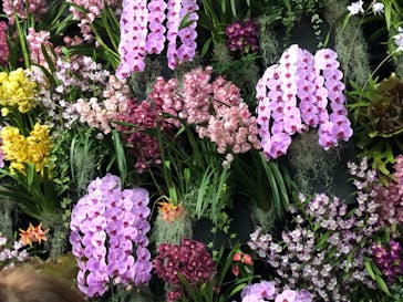 世界らん展2026-花と緑の祭典-に投稿された画像（2024/2/13）