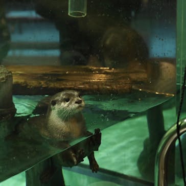 しながわ水族館に投稿された画像（2024/2/13）