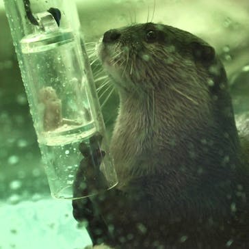 しながわ水族館に投稿された画像（2024/2/13）