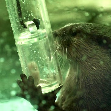 しながわ水族館に投稿された画像（2024/2/13）