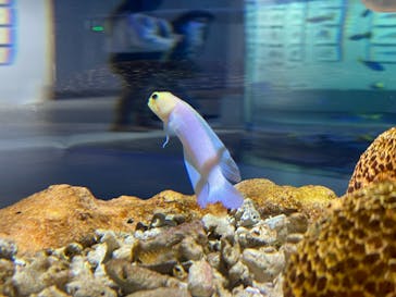 AQUARIUM × ART　atoaに投稿された画像（2024/2/14）