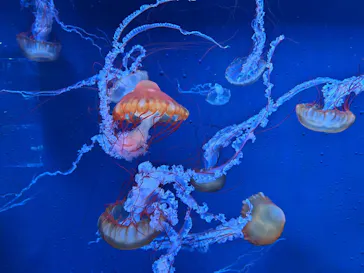 すみだ水族館に投稿された画像（2024/2/14）