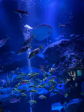 すみだ水族館に投稿された画像（2024/2/14）