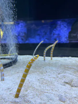 すみだ水族館に投稿された画像（2024/2/14）