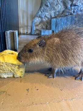 おさるランド＆アニタウン　日光さる軍団劇場に投稿された画像（2024/2/14）