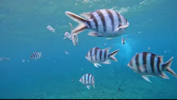 武藤潜水に投稿された画像（2024/2/14）