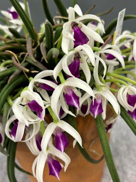 世界らん展2026-花と緑の祭典-に投稿された画像（2024/2/14）