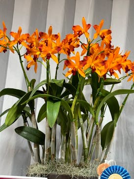 世界らん展2026-花と緑の祭典-に投稿された画像（2024/2/14）