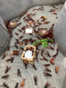 いきもの探検隊上尾に投稿された画像（2024/2/14）