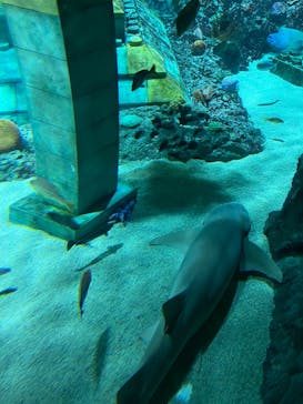 レゴランドⓇ・ジャパン・リゾートに投稿された画像（2024/2/14）