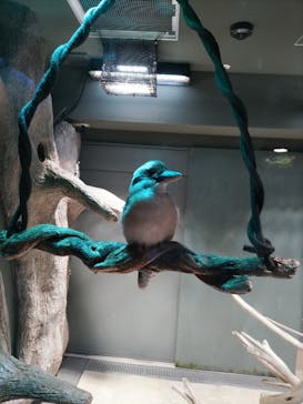 カワスイ 川崎⽔族館に投稿された画像（2024/2/14）