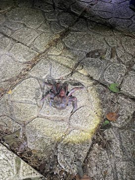 宮古島 ADVENTURE PiPi（ミヤコジマ アドベンチャー ピピ）に投稿された画像（2024/2/14）