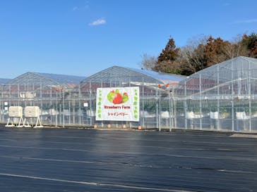 Strawberry Farm シャインベリーに投稿された画像（2024/2/14）