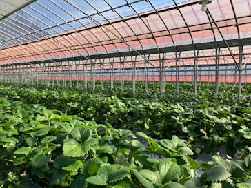 Strawberry Farm シャインベリーに投稿された画像（2024/2/14）