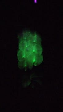 世界らん展2026-花と緑の祭典-に投稿された画像（2024/2/14）