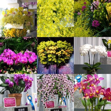 世界らん展2026-花と緑の祭典-に投稿された画像（2024/2/14）