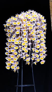 世界らん展2026-花と緑の祭典-に投稿された画像（2024/2/14）