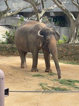 沖縄こどもの国に投稿された画像（2024/2/14）