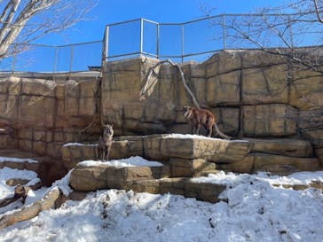 那須どうぶつ王国に投稿された画像（2024/2/14）