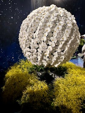 世界らん展2026-花と緑の祭典-に投稿された画像（2024/2/15）