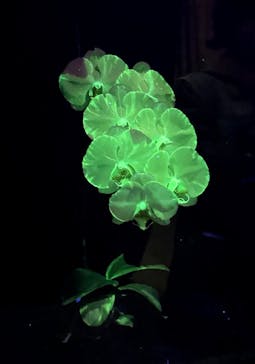 世界らん展2026-花と緑の祭典-に投稿された画像（2024/2/15）