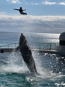 鴨川シーワールドに投稿された画像（2024/2/15）