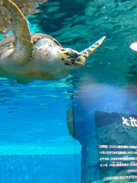 名古屋港水族館に投稿された画像（2024/2/15）