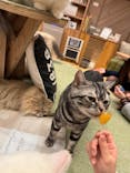 猫カフェモカ　大阪心斎橋店に投稿された画像（2024/2/15）