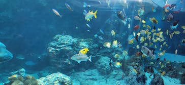 沖縄美ら海水族館に投稿された画像（2024/2/15）