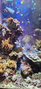 沖縄美ら海水族館に投稿された画像（2024/2/15）