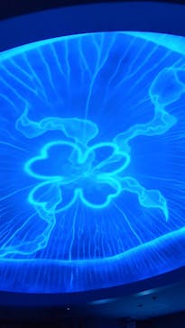 新江ノ島水族館に投稿された画像（2024/2/15）