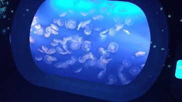 新江ノ島水族館に投稿された画像（2024/2/15）