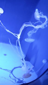 新江ノ島水族館に投稿された画像（2024/2/15）