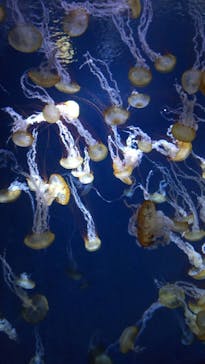 新江ノ島水族館に投稿された画像（2024/2/15）