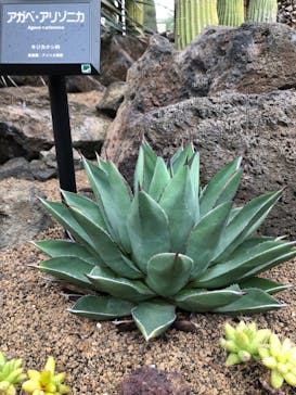 伊豆シャボテン動物公園に投稿された画像（2024/2/15）