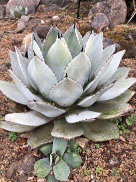 伊豆シャボテン動物公園に投稿された画像（2024/2/15）