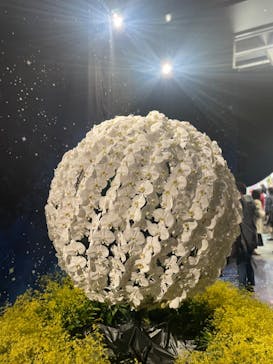 世界らん展2026-花と緑の祭典-に投稿された画像（2024/2/15）