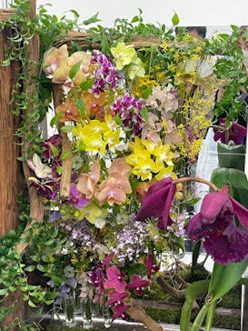 世界らん展2026-花と緑の祭典-に投稿された画像（2024/2/15）