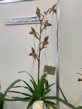 世界らん展2026-花と緑の祭典-に投稿された画像（2024/2/15）
