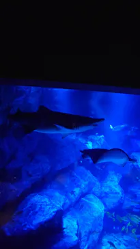 すみだ水族館に投稿された画像（2024/2/15）