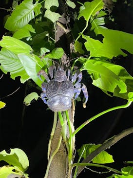 宮古島 ADVENTURE PiPi（ミヤコジマ アドベンチャー ピピ）に投稿された画像（2024/2/15）