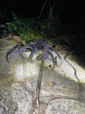 宮古島 ADVENTURE PiPi（ミヤコジマ アドベンチャー ピピ）に投稿された画像（2024/2/15）