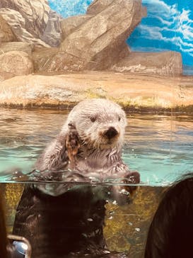 マリンワールド海の中道に投稿された画像（2024/2/15）