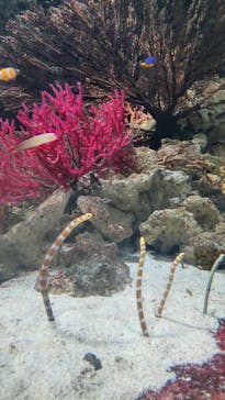 マクセル アクアパーク品川に投稿された画像（2024/2/16）