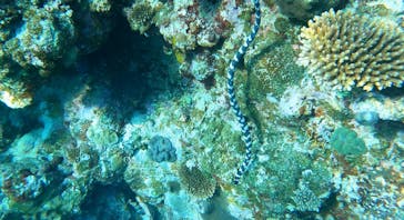 石垣島 ADVENTURE PiPi（イシガキジマアドベンチャーピピ）に投稿された画像（2024/2/16）