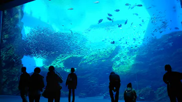 仙台うみの杜水族館に投稿された画像（2024/2/16）