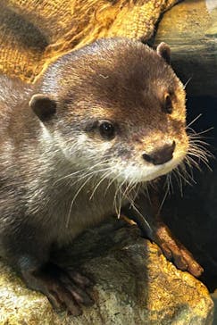 新江ノ島水族館に投稿された画像（2024/2/16）